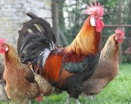 La Poule Gauloise Dor e Fiert Plum e Du Terroir Fran ais La Ferme 
